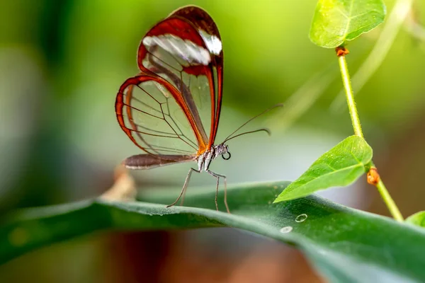 Macro Shots Bela Cena Natureza Closeup Bela Borboleta Sentado Flor — Fotografia de Stock