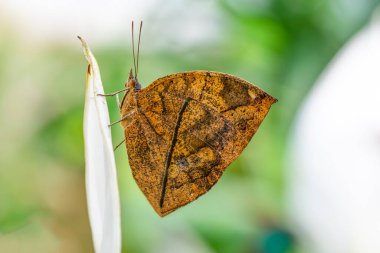 Makro çekimler, güzel doğa sahneleri. Yaklaş, güzel kelebek yaz bahçesindeki çiçekte oturuyor..