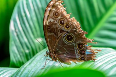 Makro çekimler, güzel doğa sahneleri. Yaklaş, güzel kelebek yaz bahçesindeki çiçekte oturuyor..