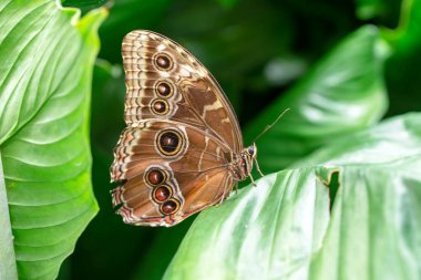 Makro çekimler, güzel doğa sahneleri. Yaklaş, güzel kelebek yaz bahçesindeki çiçekte oturuyor..