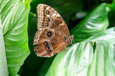 Makro çekimler, güzel doğa sahneleri. Yaklaş, güzel kelebek yaz bahçesindeki çiçekte oturuyor..