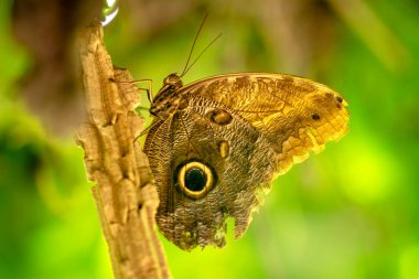 Makro çekimler, güzel doğa sahneleri. Yaklaş, güzel kelebek yaz bahçesindeki çiçekte oturuyor..