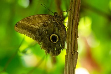 Makro çekimler, güzel doğa sahneleri. Yaklaş, güzel kelebek yaz bahçesindeki çiçekte oturuyor..