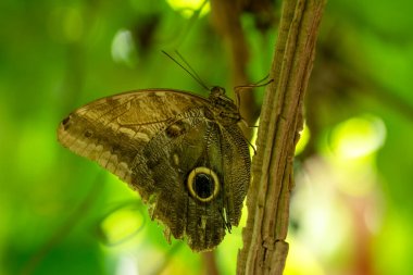 Makro çekimler, güzel doğa sahneleri. Yaklaş, güzel kelebek yaz bahçesindeki çiçekte oturuyor..