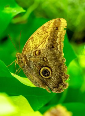 Makro çekimler, güzel doğa sahneleri. Yaklaş, güzel kelebek yaz bahçesindeki çiçekte oturuyor..