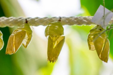 Kelebek çiftliği. Bir dalda farklı kelebeklerle koza imzası 