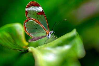 Makro çekimler, güzel doğa sahneleri. Yaklaş, güzel kelebek yaz bahçesindeki çiçekte oturuyor..