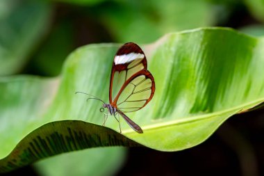 Makro çekimler, güzel doğa sahneleri. Yaklaş, güzel kelebek yaz bahçesindeki çiçekte oturuyor..