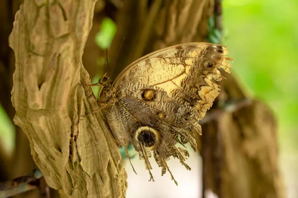 Macro Shots Bela Cena Natureza Closeup Bela Borboleta Sentado Flor — Fotografia de Stock