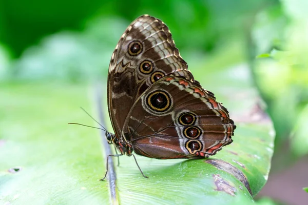 Macro Shots Prachtige Natuur Scene Close Mooie Vlinder Zittend Bloem — Stockfoto