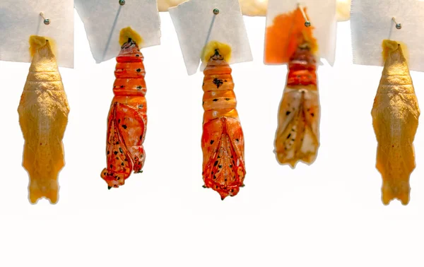 Φάρμα Πεταλούδων Συνδεθείτε Διαφορετικές Πεταλούδες Χρυσαλλίδα Ένα Υποκατάστημα — Φωτογραφία Αρχείου