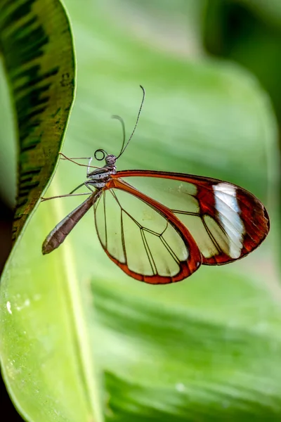 Macro Shots Beautiful Nature Scene Closeup Beautiful Butterfly Sitting Flower — Stock Photo, Image