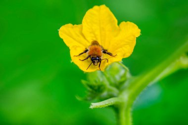 Yeşil doğadaki güzel arı makrosu 