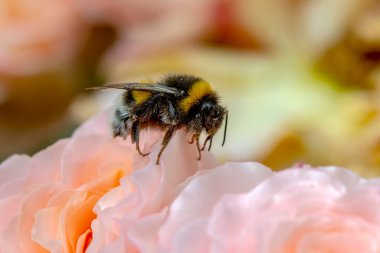 Yeşil doğadaki güzel arı makrosu 