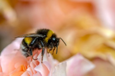 Yeşil doğadaki güzel arı makrosu 