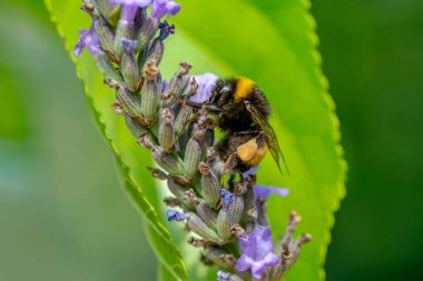Yeşil doğadaki güzel arı makrosu 