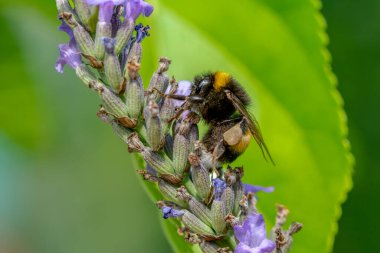 Yeşil doğadaki güzel arı makrosu 