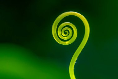 Tendrils of plants by taking very close up shots clipart