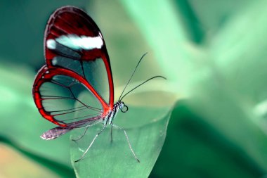 Makro çekimler, güzel doğa sahneleri. Yaklaş, güzel kelebek yaz bahçesindeki çiçekte oturuyor..