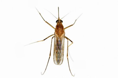 Kan emen bir sivrisineğin yakın çekimi.