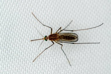 Kan emen bir sivrisineğin yakın çekimi.