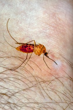 Kan emen bir sivrisineğin yakın çekimi.