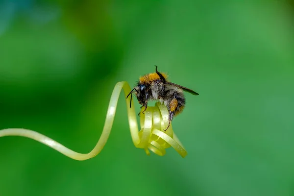 Пчела Зеленой Природе — стоковое фото