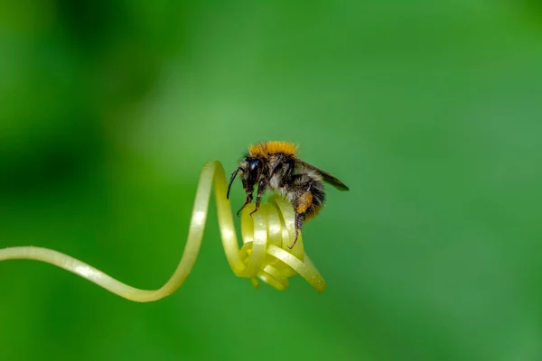 Schöne Biene Makro Grüner Natur — Stockfoto