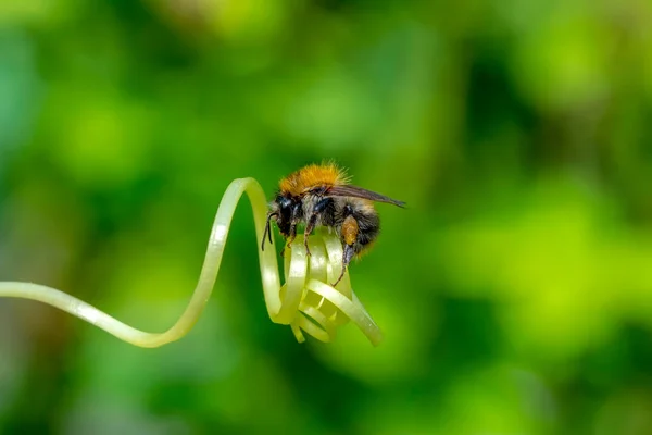 Schöne Biene Makro Grüner Natur — Stockfoto