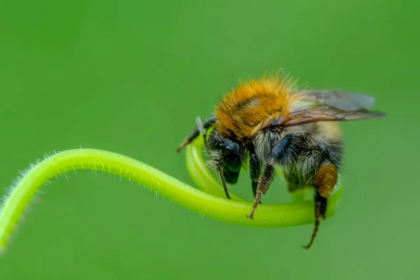 Schöne Biene Makro Grüner Natur — Stockfoto