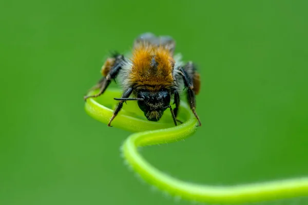 Schöne Biene Makro Grüner Natur — Stockfoto