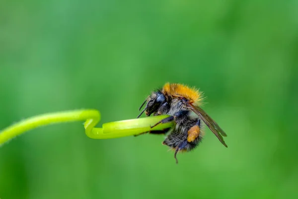 Gyönyörű Méhecske Makró Zöld Természetben — Stock Fotó