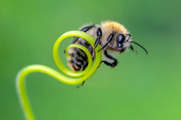 Bela Abelha Macro Natureza Verde — Fotografia de Stock