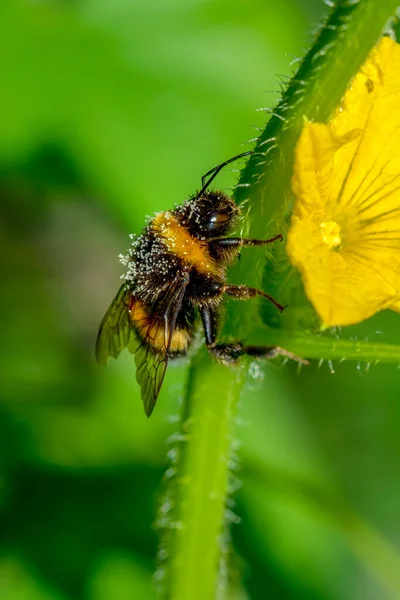 Schöne Biene Makro Grüner Natur — Stockfoto