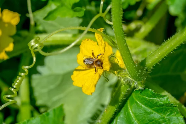 Schöne Biene Makro Grüner Natur — Stockfoto