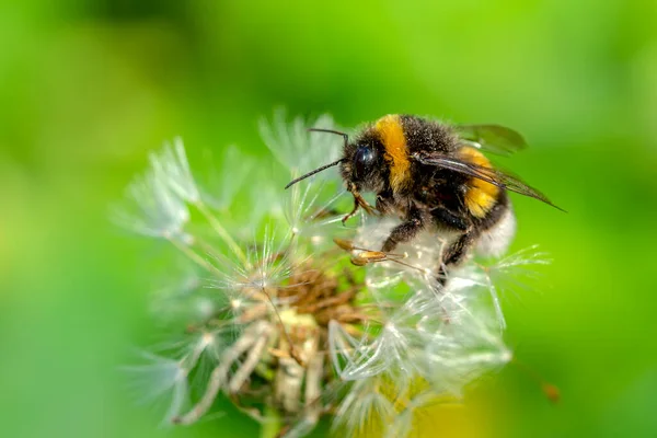 Schöne Biene Makro Grüner Natur — Stockfoto