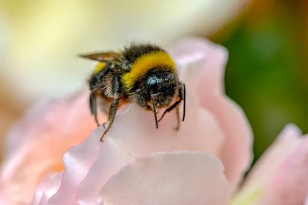 Belle Macro Abeille Dans Nature Verte — Photo