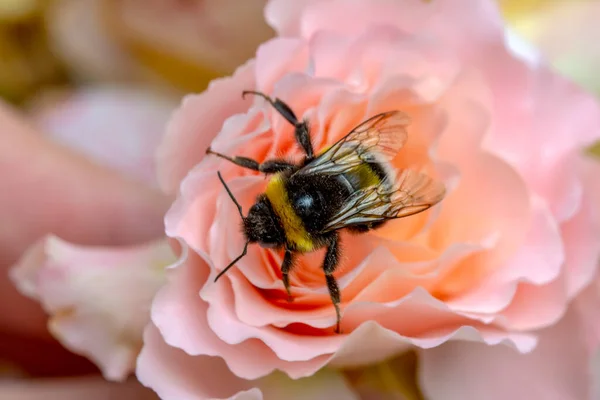 Schöne Biene Makro Grüner Natur — Stockfoto