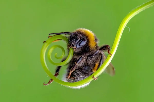 Hermosa Abeja Macro Naturaleza Verde — Foto de Stock