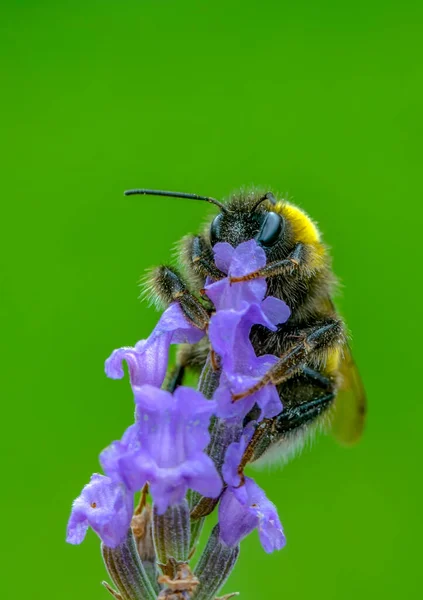 Beautiful Bee Macro Green Nature — Stock Photo, Image