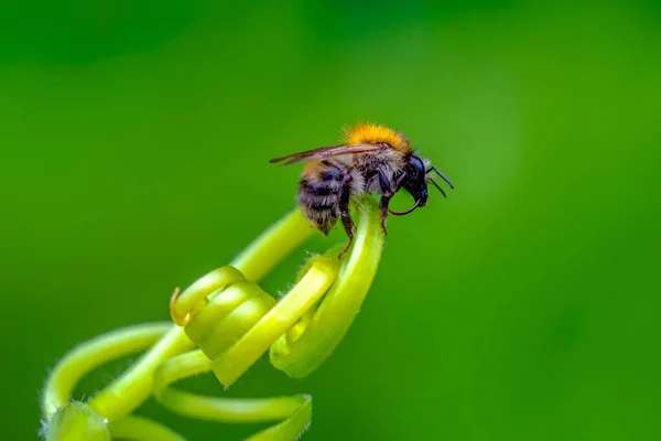 Beautiful Bee Macro Green Nature — Stock Photo, Image