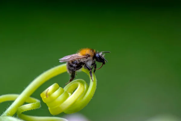 Beautiful Bee Macro Green Nature — Stock Photo, Image