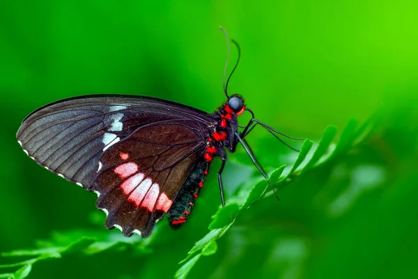 Makro Záběry Krásná Přírodní Scéna Closeup Krásný Motýl Sedí Květině — Stock fotografie