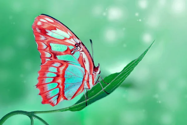 Macro Shots Bela Cena Natureza Closeup Bela Borboleta Sentado Flor — Fotografia de Stock