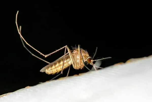 Primer Plano Mosquito Chupando Sangre —  Fotos de Stock