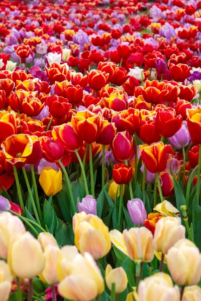 Bunte Blumenbeete Während Des Jährlichen Tulpenfestes April Istanbul — Stockfoto