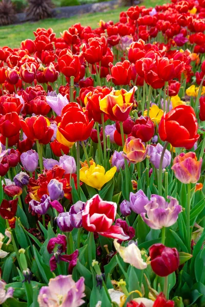 Bunte Blumenbeete Während Des Jährlichen Tulpenfestes April Istanbul — Stockfoto