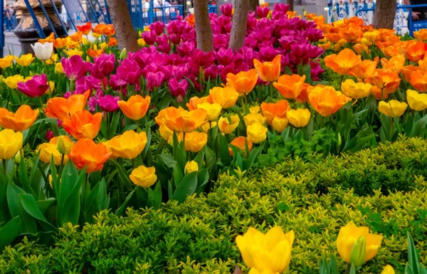 Bunte Blumenbeete Während Des Jährlichen Tulpenfestes April Istanbul — Stockfoto