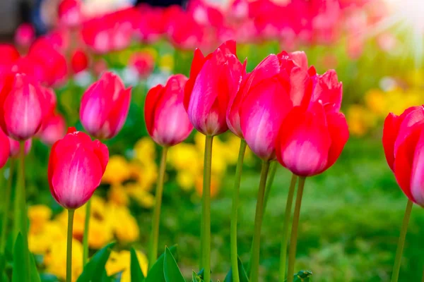 Bunte Blumenbeete Während Des Jährlichen Tulpenfestes April Istanbul — Stockfoto