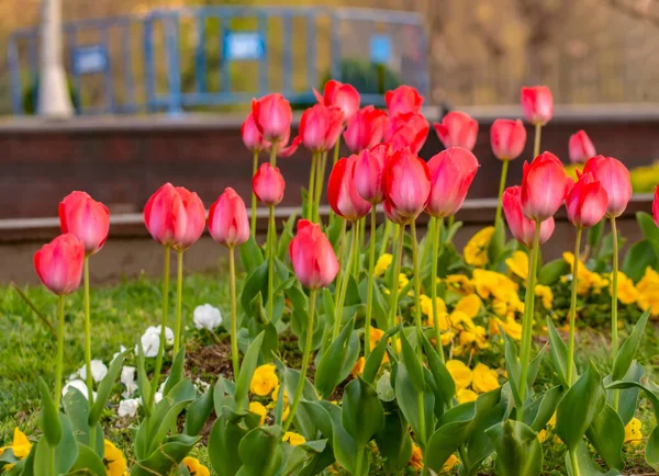 Bunte Blumenbeete Während Des Jährlichen Tulpenfestes April Istanbul — Stockfoto